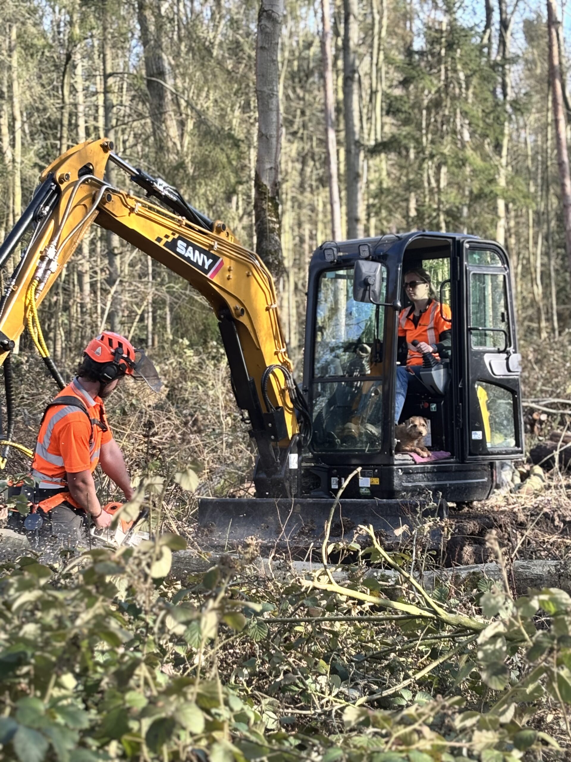 Forestry Work in Norfolk